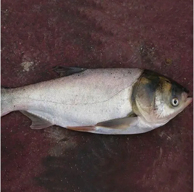 白(bái)鲢